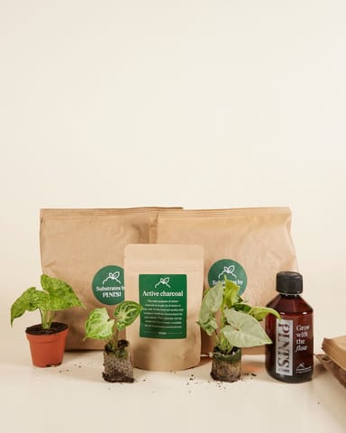 Top Syngonium Stars Set Productset
