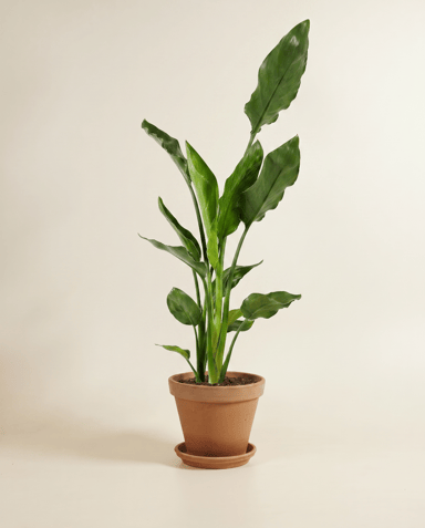 Strelitzia Paradijsvogelplant Reginae