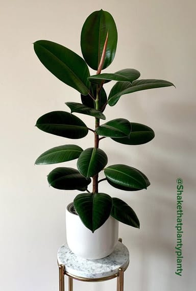 Baby Ficus Rubberboom Elastica Robusta