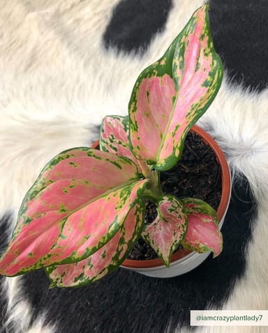 Baby Aglaonema Chinese Evergreen Red Valentine 
