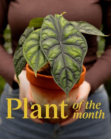 Alocasia Elefantenohr Dragon Scale