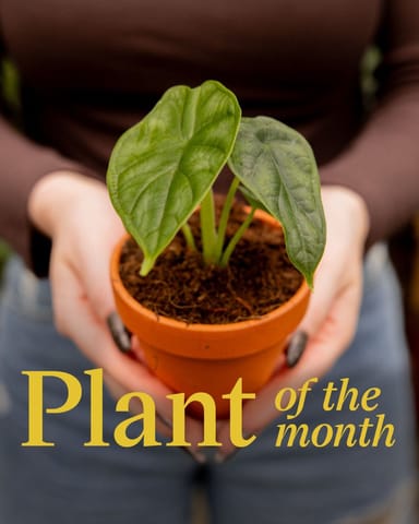 Baby Alocasia Elefantenohr Dragon Scale