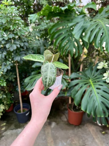 Baby Anthurium #001 - Silver blush mint