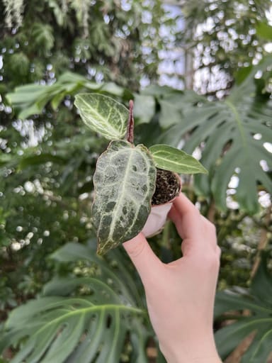 Baby Anthurium #001 - Silver blush mint (S)