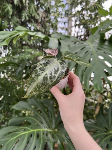 Baby Anthurium #002 - Silver blush mint