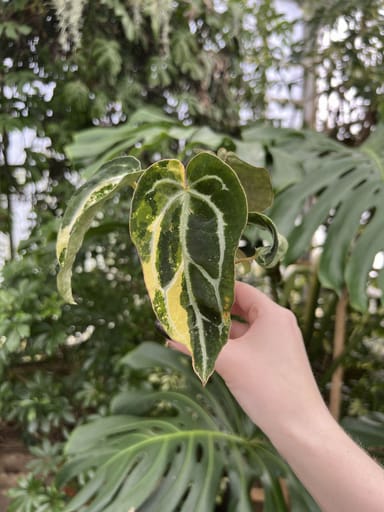 Baby Anthurium #003 - Crystallinium variegata