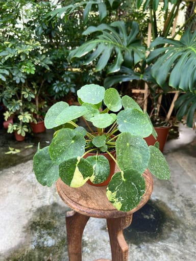 Pilea #004 - Sugar Variegata