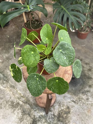Pilea #004 - Sugar Variegata