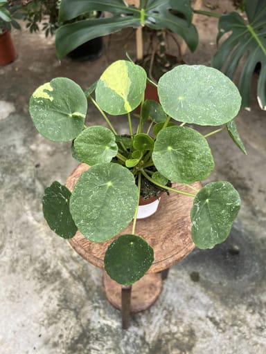 Pilea #005 - Sugar Variegata