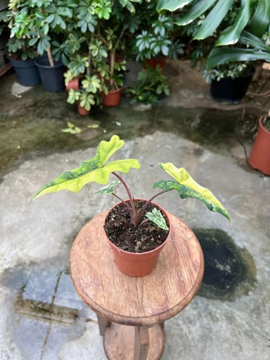 Alocasia #006 - Jacklyn Variegata (M)