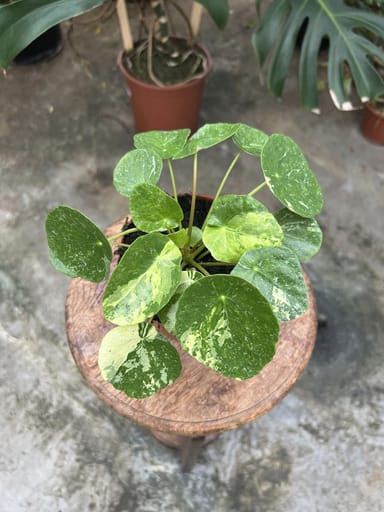 Pilea #006 - Sugar Variegata