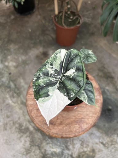 Alocasia #007 - Dragon Scale Variegata