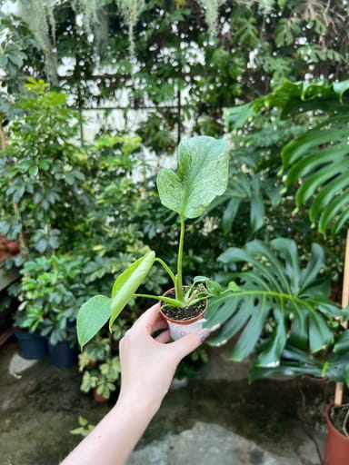 Baby Monstera #007 - Thai Constellation NoID (S)