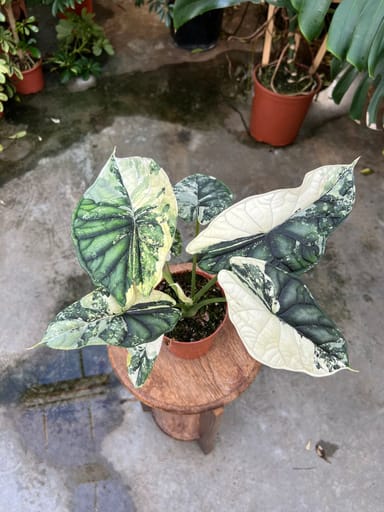 Alocasia #008 - Dragon Scale Variegata
