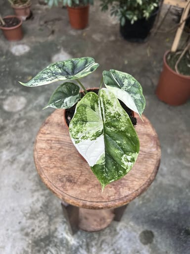 Alocasia #008 - Dragon Scale Variegata