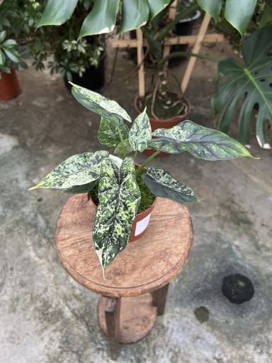Alocasia #009 - Dragon Scale Variegata
