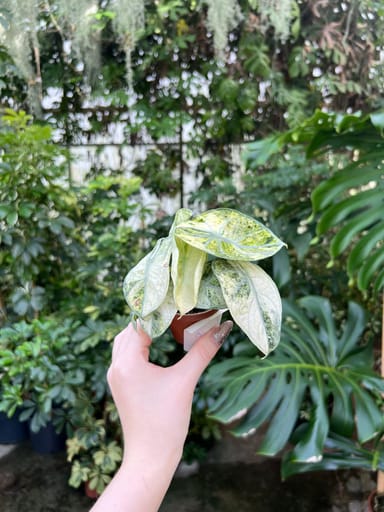 Baby Alocasia #009 - Ninja Mint