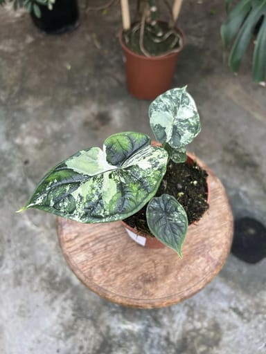 Alocasia #010 - Dragon Scale Variegata