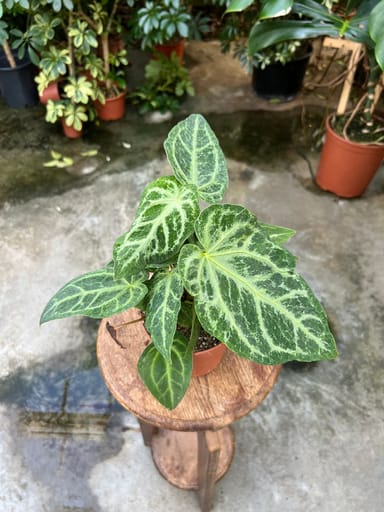 Anthurium #011 - Magnificum Variegata