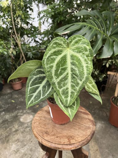 Anthurium #012 - Magnificum Variegata