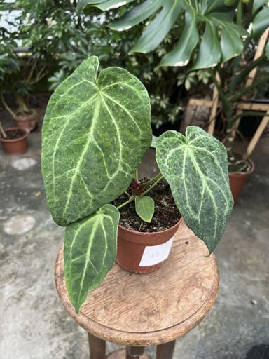 Anthurium #013 - Magnificum Variegata