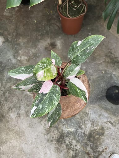 Philodendron #014 - White Princess Pink Variegata
