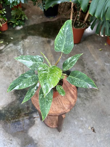 Philodendron #014 - White Princess Variegata