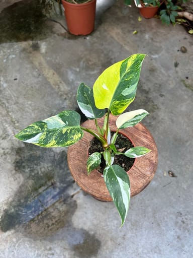 Philodendron #015 - White Princess Aurea (M)