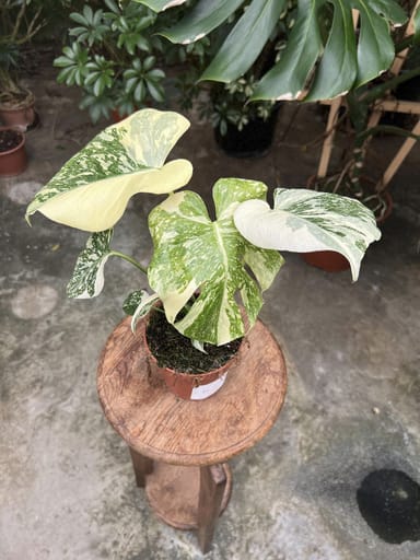 Monstera #016 - Thai Constallation Crème Brûlée