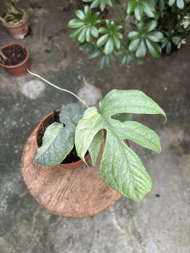 Amydrium #017 - Medium Silver variegata