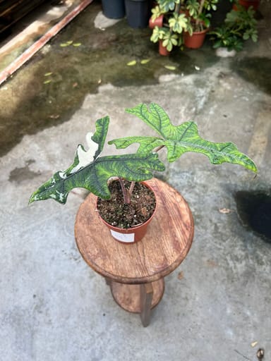 Alocasia #018 - Jacklyn variagata (M)