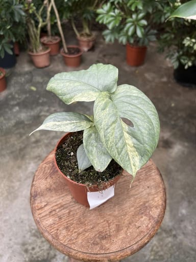 Amydrium #018 - Medium Silver variegata