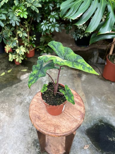 Alocasia #019 - Jacklyn variegata