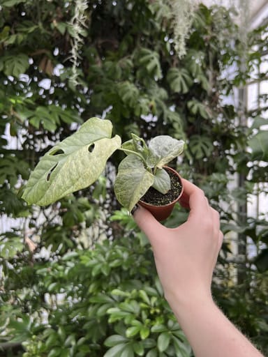 Baby Amydrium #019 - Medium Silver variegata