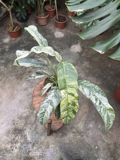 Rhaphidophora #020 - Puberula Variegata