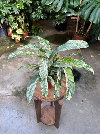 Rhaphidophora #020 - Puberula Variegata