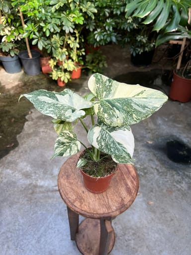 Monstera #022 - Thai Constallation Crème Brûlée