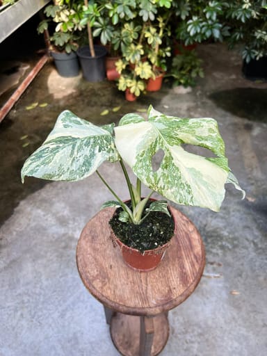 Monstera #023 - Thai Constallation Crème Brûlée