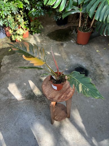 Philodendron #024 - Caramel Marble (M)