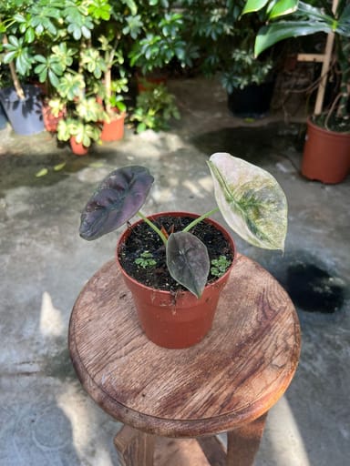 Alocasia #026 - Red Secret Variegata