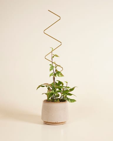 ZigZag Plantstake Brass
