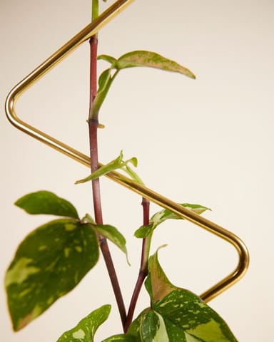 ZigZag Plantstake Brass