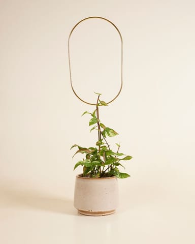 Arch Plantstake 70 cm
