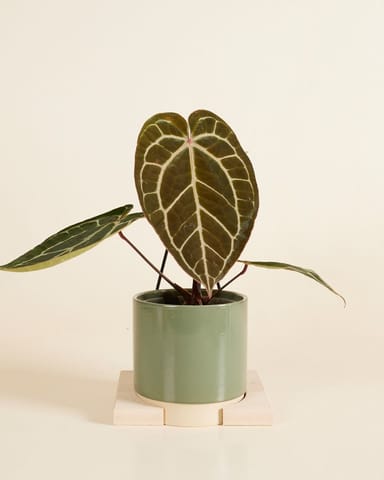 Lisa Pothanger Medium