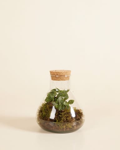 Emily Terrarium Small Ø 17 cm
