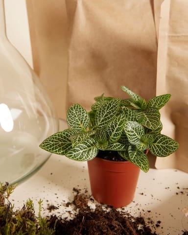 Emily Terrarium Starter Kit