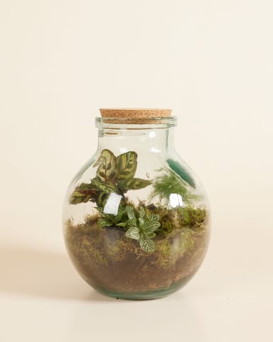 Olly Terrarium Middelgroot Ø 21 cm