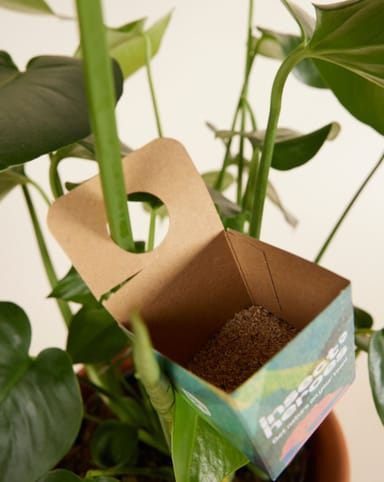 Biological pest control: spider mites Persi