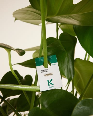 Biologische plaagbestrijding: witte vlieg  Mosi
