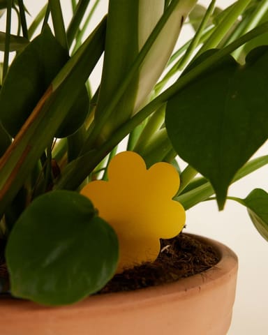 Moucherolles pleureurs Jaune 10 morceaux